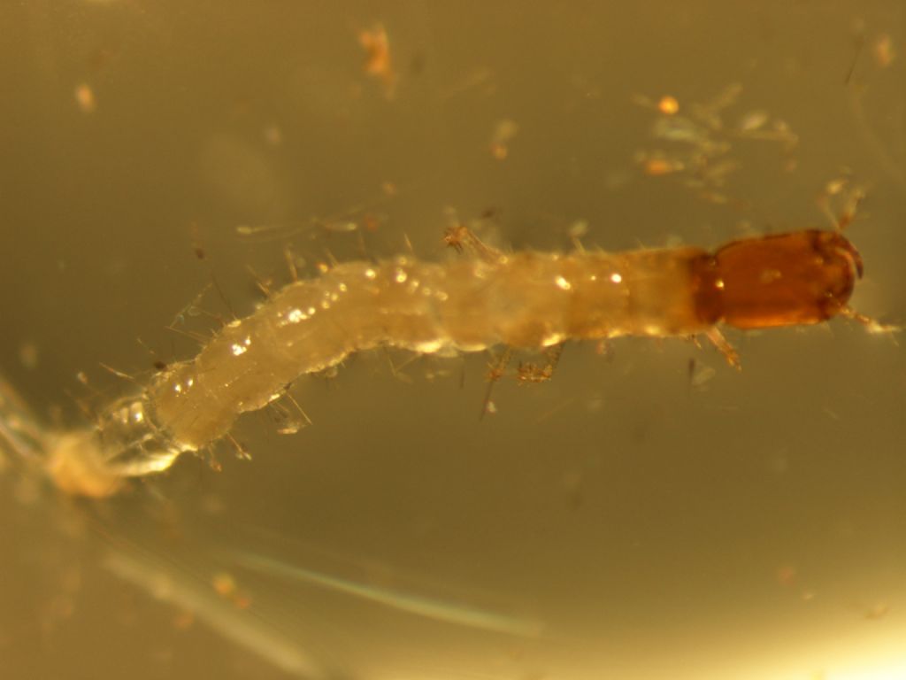  una larva di rafidiottero?